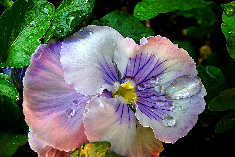 April showers, purple, flower, yellow, garden, drops, pansy, white, pink, HD wallpaper