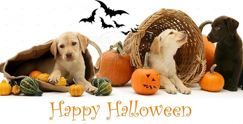Halloween dogs in the basket, Halloween, animals, dogs, pumpkins, HD wallpaper