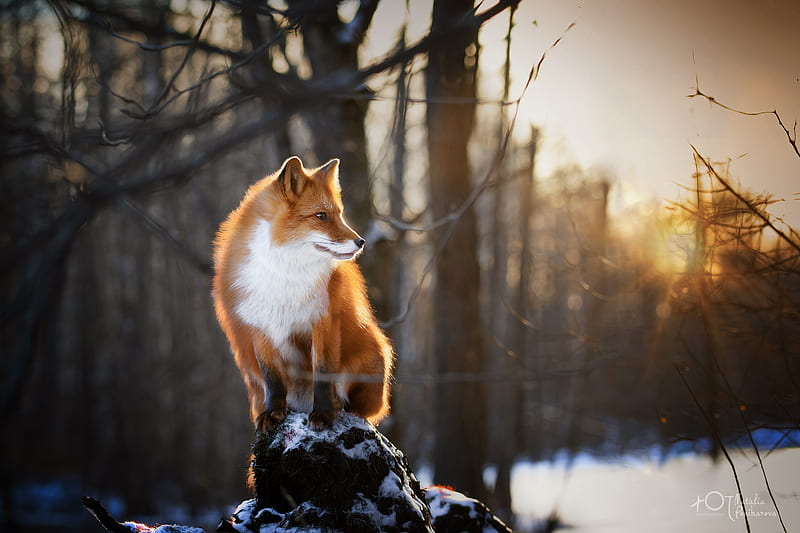 Animal, Fox, Depth Of Field, Wildlife, HD wallpaper