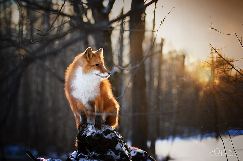 Animals, Depth Of Field, Foxes HD Wallpaper | Pxfuel