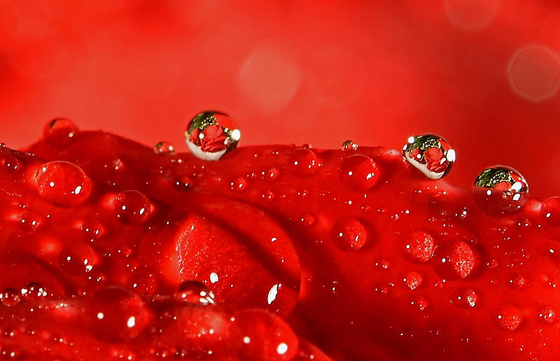 Drops rose