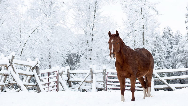 snow backgrounds for desktop