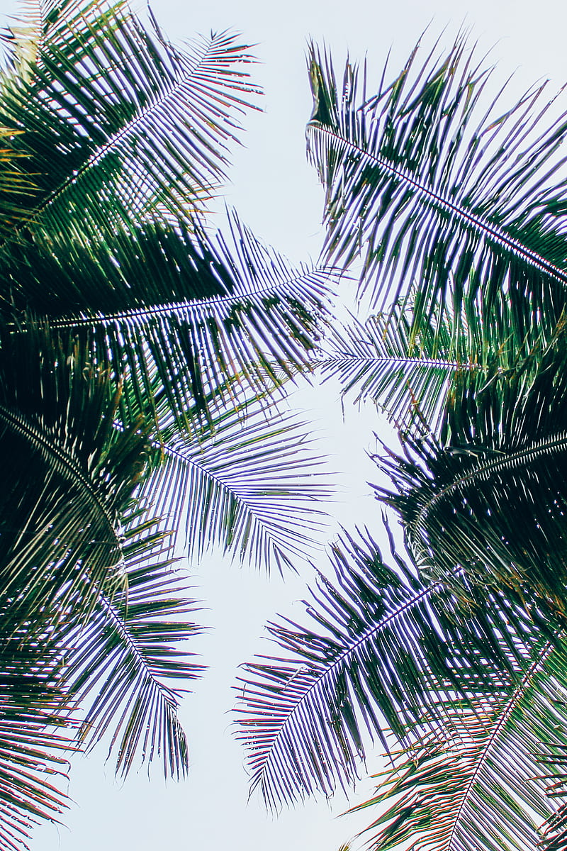 Low Angle Of Palm Trees, HD phone wallpaper
