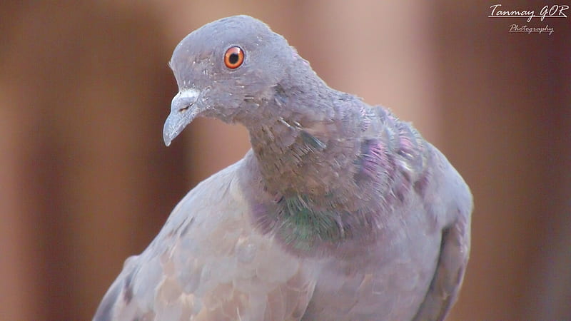 Paloma, pájaros, Fondo de pantalla HD | Peakpx