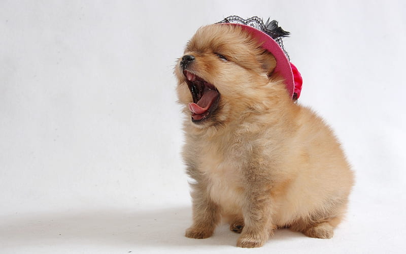 little fluffy puppy, Pomeranian, cute animals, dogs, spitz, HD wallpaper
