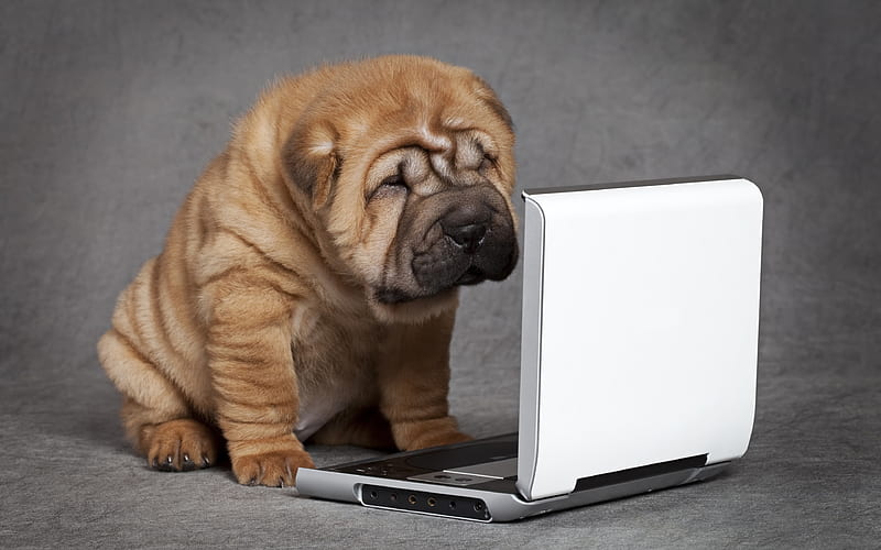 shar pei, puppy, laptop, small dog, cute puppy, HD wallpaper