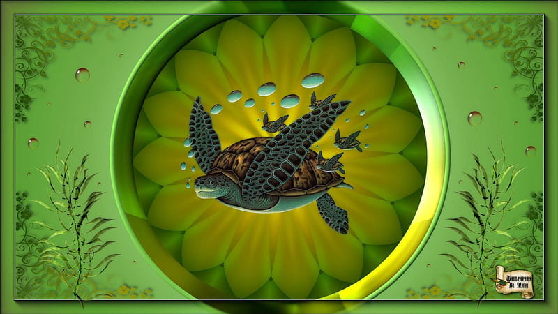 Turtles 1600x900, turtles, amphibians, fish, marinelife, tortoise, HD wallpaper