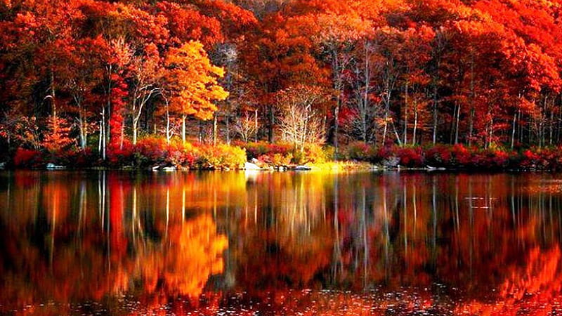 Autumn Fall Red Yellow Leafed Trees Forest Reflection On River Fall, HD wallpaper
