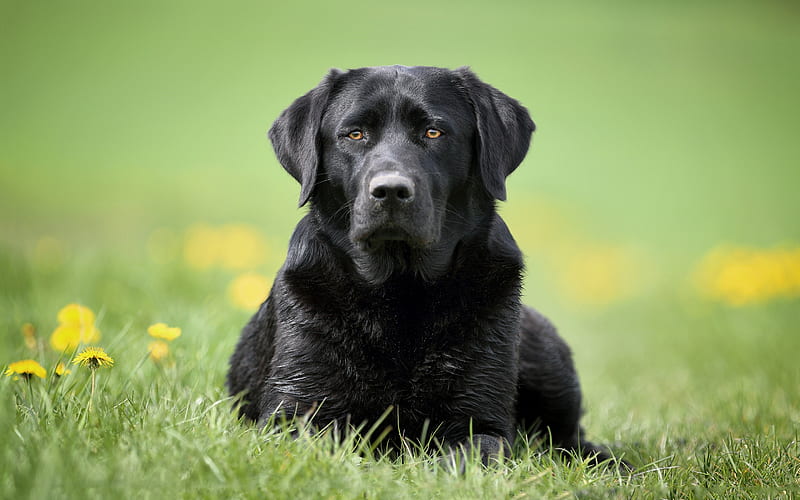 black labrador, retriever, green grass, black big dog, pets, dog breeds, HD wallpaper