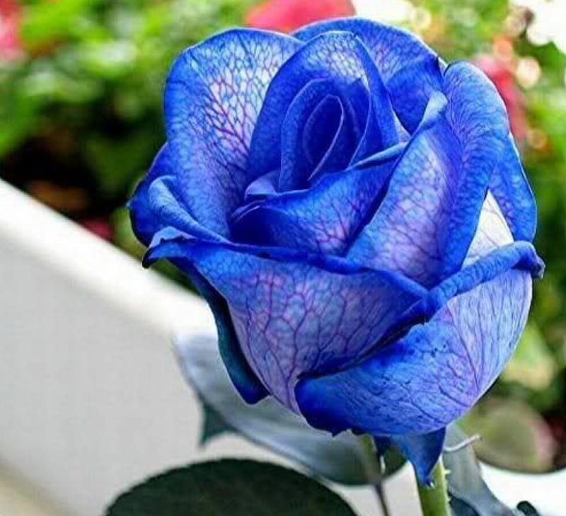 Rare Beautiful Blue Rose, rose, macro, flowers, nature, petals, blue, HD wallpaper