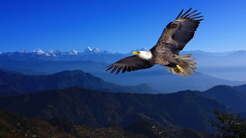 Mountains Majestic, forest, USA, eagle, dom, sky, panorama, bird, bald eagle, mountains, soaring, Firefox Persona theme, landscape, blue, HD wallpaper