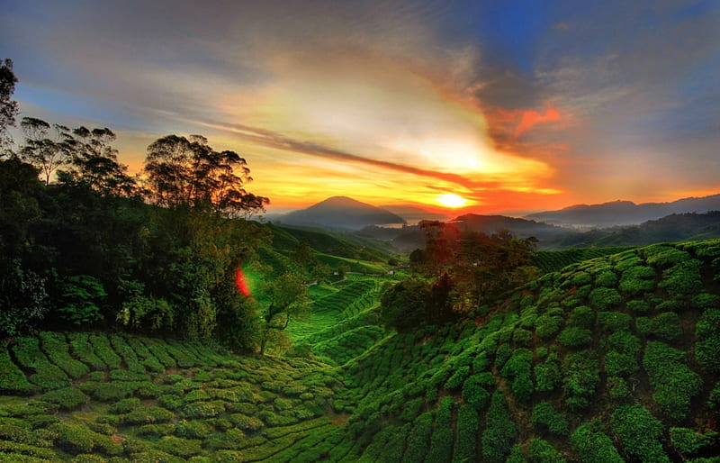 sunset over a tea farm, farm, hills, beams, filds, sunset, HD wallpaper