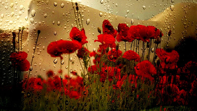 Red Common Poppy Flowers In Rain Drops Background Rain, HD wallpaper