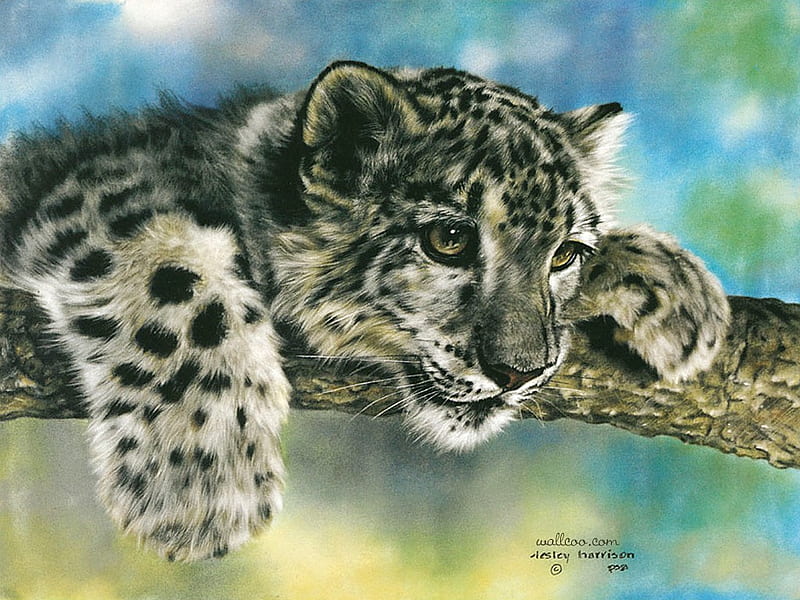 Intrigued, by Lesley Harrison, leopard, art, painting, cub, nature, lesley harrison, HD wallpaper