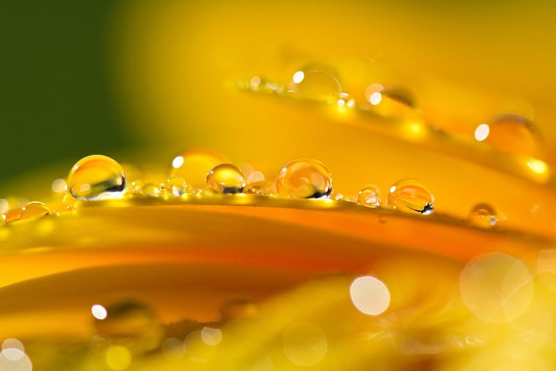 *** Droplets of dew ***, leves, droplets, flower, dew, nature, HD wallpaper