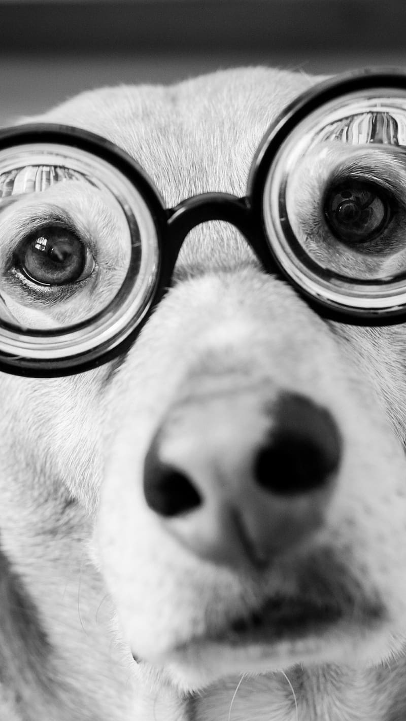 Funny Dog, dog glasses, dog, glasses, funny, HD phone wallpaper | Peakpx