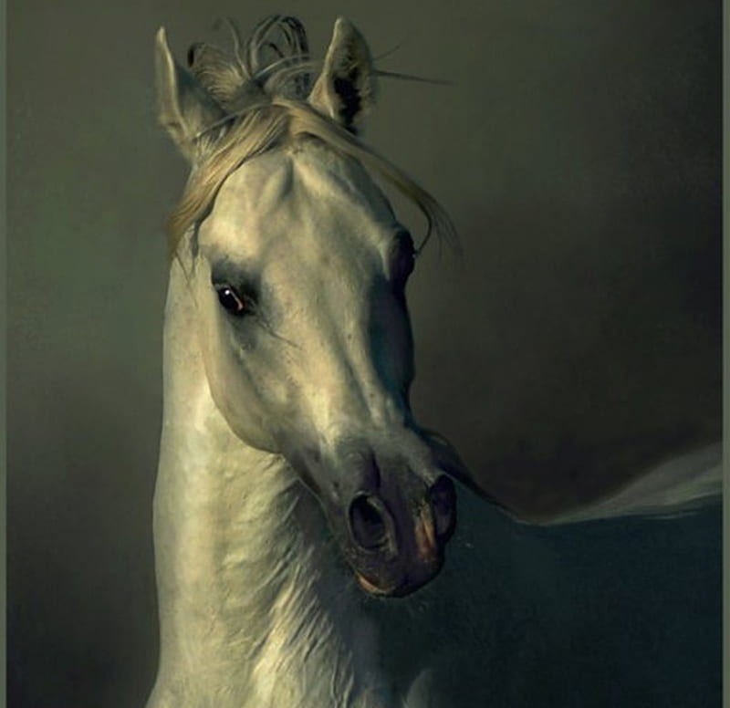 Southern Majesty, oriental, gris, white, horses, arabian, HD wallpaper