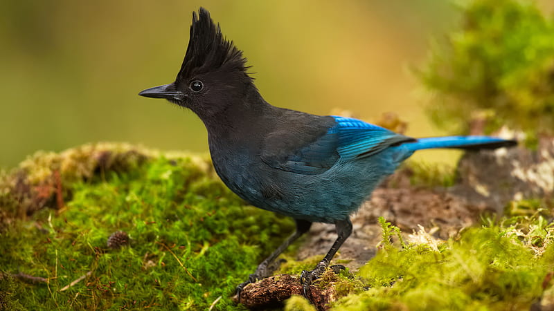 Black Blue Jay Is Standing On Wood In Green Blur Background Birds, HD wallpaper