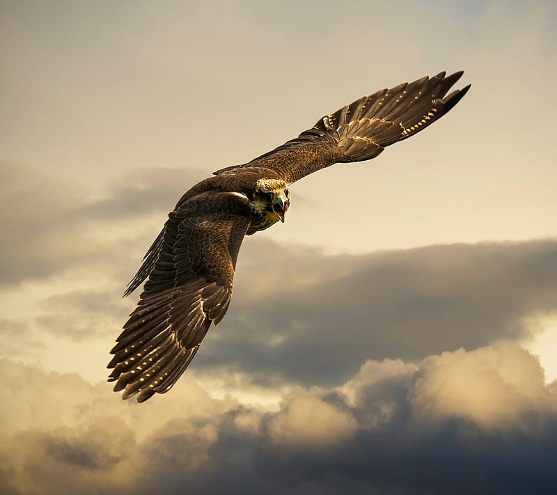 Falcon, animal, bird, eagle, fly, HD wallpaper