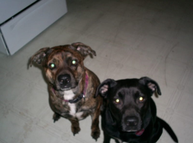 otep and lil' bit, black pit, brindle pit, dogs, HD wallpaper