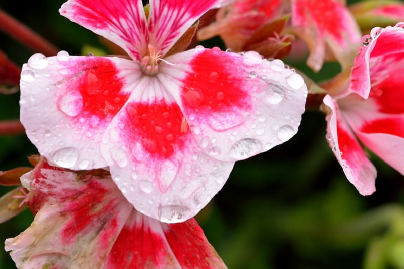Early Morning Rain, raindrop, pretty flower, summer rain, HD wallpaper
