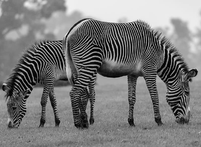 Zebras, Animals, Mammals, Echinids, Zoology, HD wallpaper | Peakpx