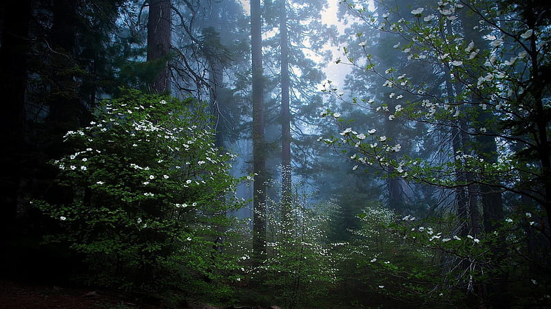 Sequoia Forest With Long Trees Nature, HD wallpaper