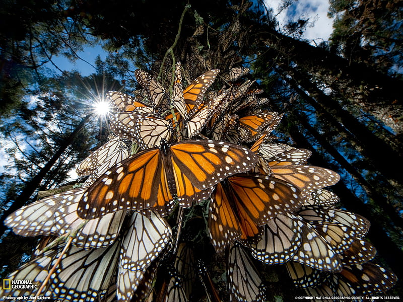 Monarch Butterflies, forest, swarm, amazing, nature, butterflies, monarch, HD wallpaper