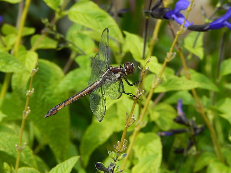 chocolate dragonfly, insect, nature, leafs, HD wallpaper