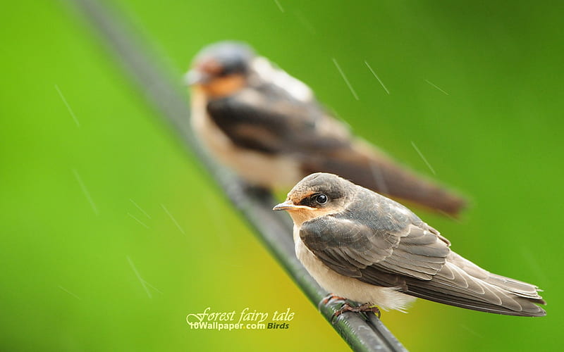spring woodland birds-birds Aura, HD wallpaper