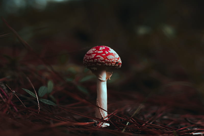 white and red mushroom, HD wallpaper