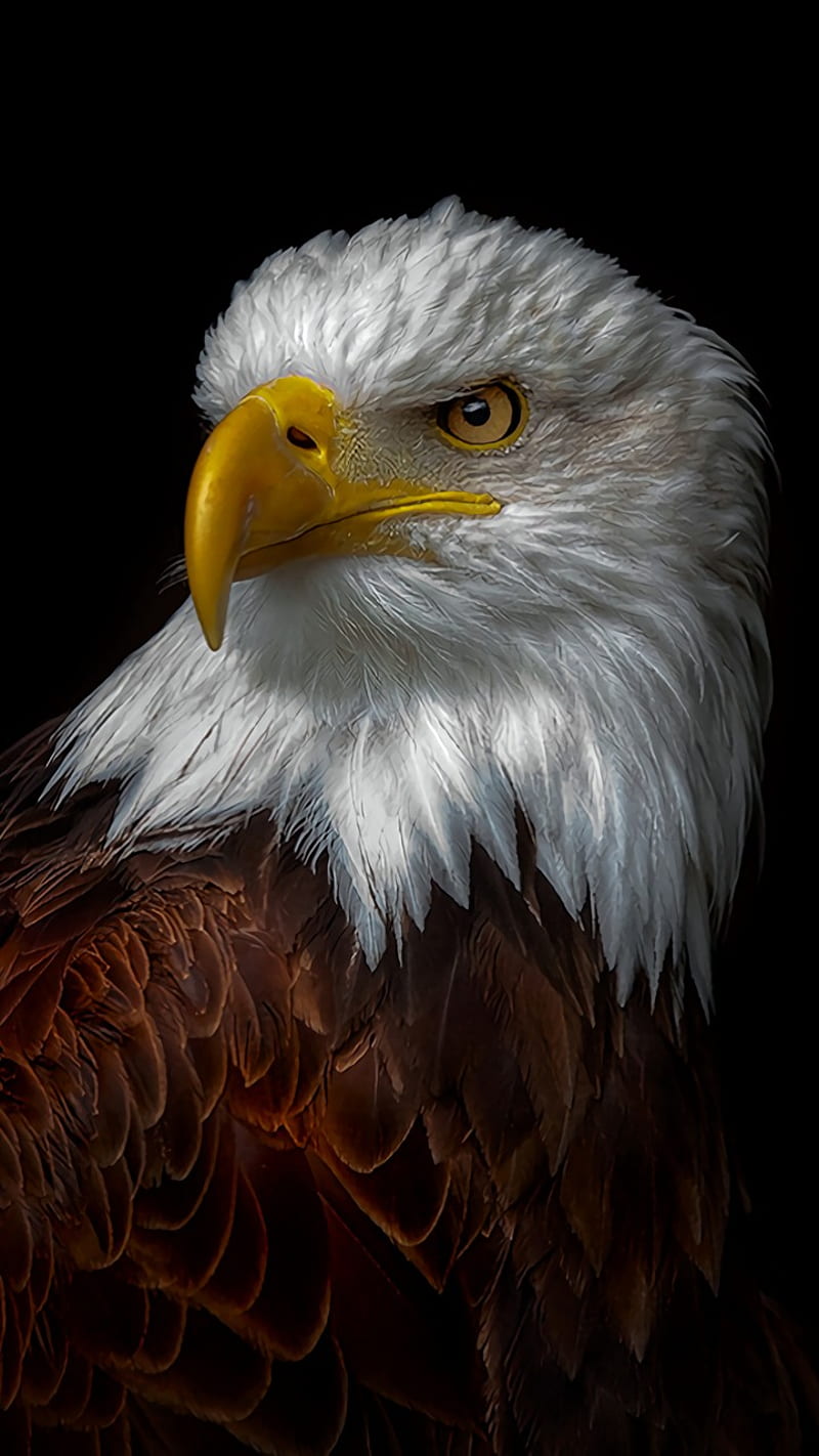 Page 5 | eagle anime HD wallpapers | Pxfuel