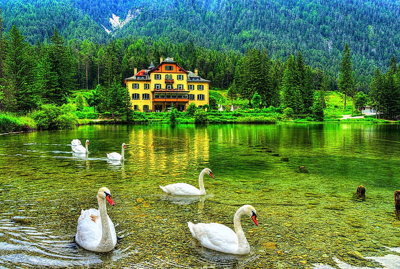 Mountain Forest Lake, crystal clear water, hotel, forest, lovely, bonito, lake, mountain, green, swams, summer, HD wallpaper