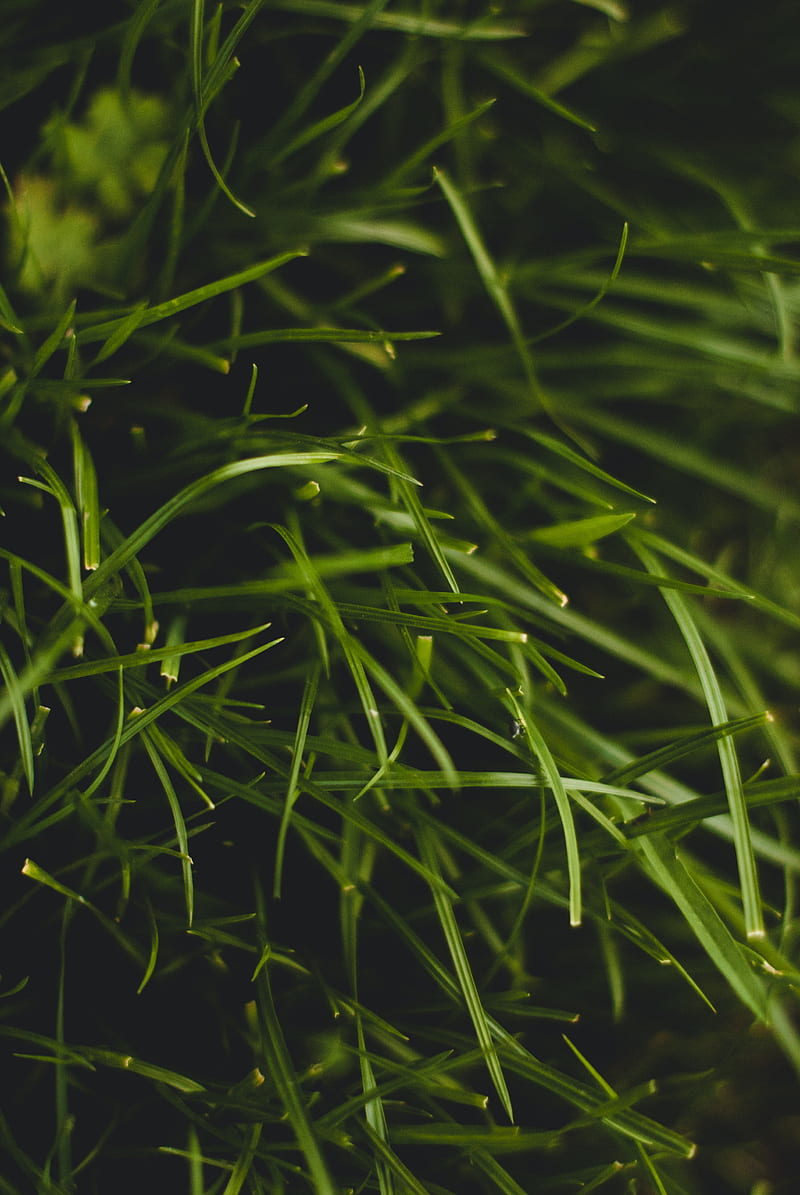 grass, plant, macro, green, HD phone wallpaper