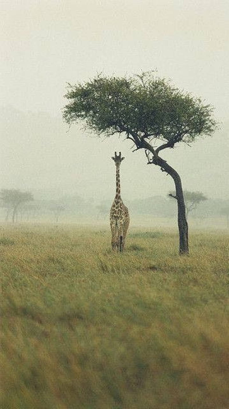 shelter, giraffe, tree, HD phone wallpaper