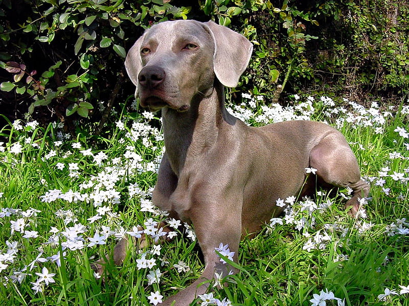 Weimaraner grey ghost, grass, flower, puppy, dog, HD wallpaper