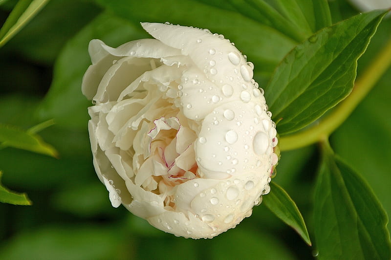 White Peony in Dewdrops, peony, flowers, dew, drops, nature, white, HD wallpaper