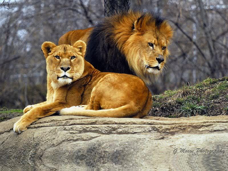 Mr and Mrs, male, female, cats, lion, HD wallpaper