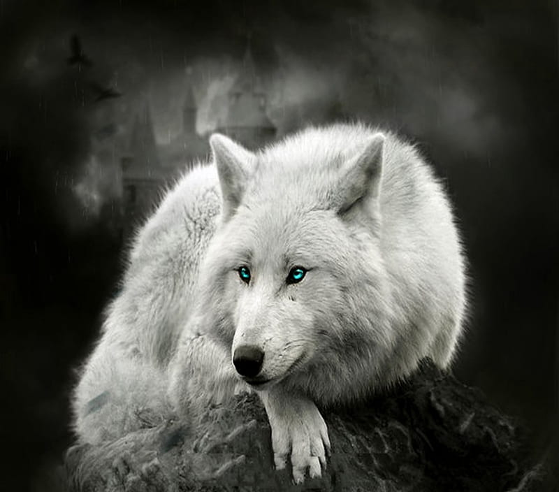 Awesome Wolf, nature, wolf, wild, dog, HD wallpaper | Peakpx