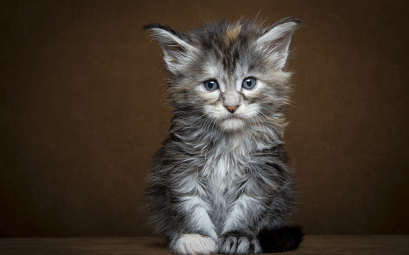 cute, sad, gris, cat, kitten, animal, HD wallpaper