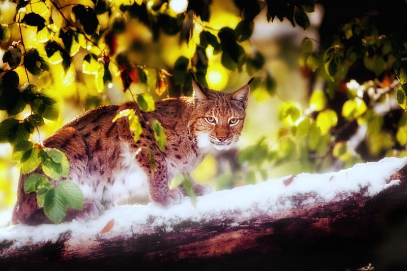 Lynx, jungle, forest, nimal, HD wallpaper