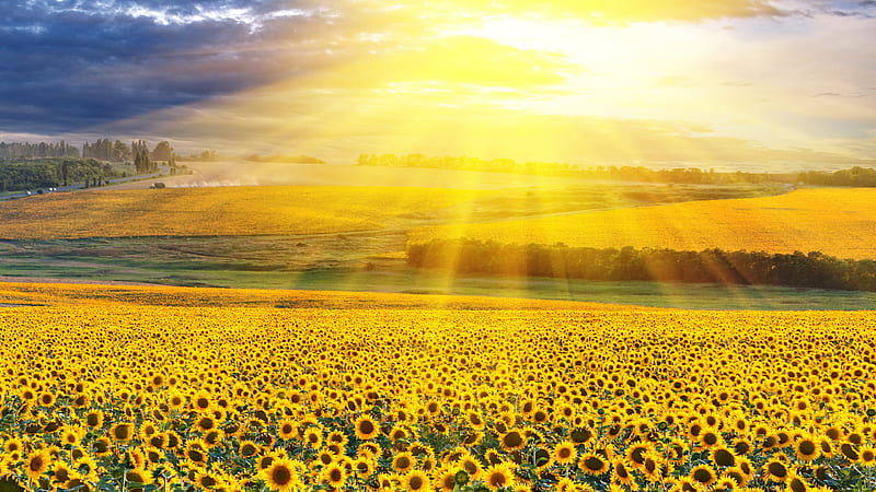 Yellow Sunflowers Field With Background Of Yellow Sunbeam Flowers, HD wallpaper