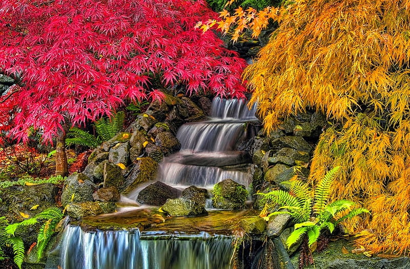 Japanese Garden, red, autumn, japanese, maple, colors, yellow, bonito, trees, green, ferns, waterfall, garden, HD wallpaper