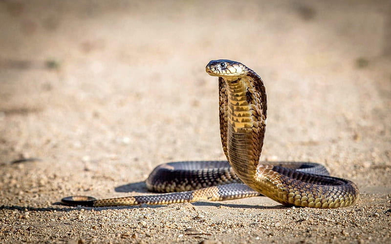cobra, desert, dangerous snake, snakes, HD wallpaper