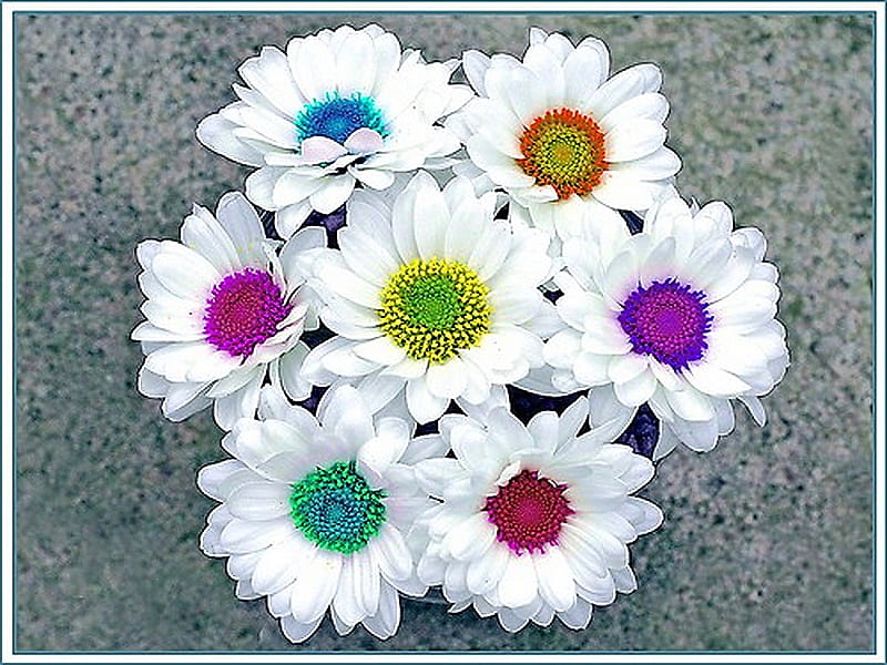 Dressed up daisies, red, colored centers, daisies, green, purple, bouquet, white, pink, blue, HD wallpaper