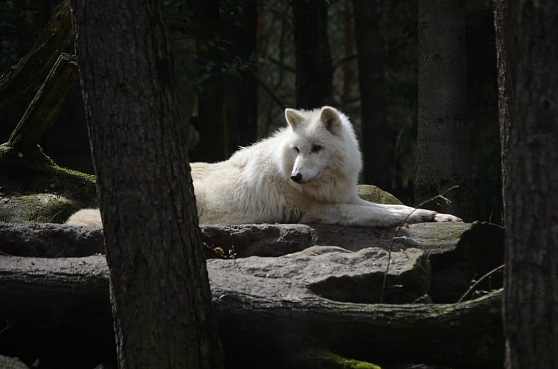 My visit at the Wolfpark, predator, relaxed, timber, resting, wildlife, nature, wolves, HD wallpaper
