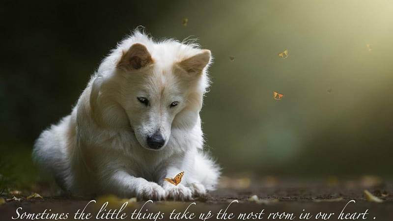 The little things.., room, butterflies, wolf, quote, HD wallpaper