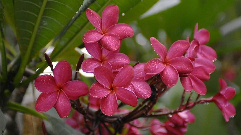 Pink Plumeria Flowers With Water Drops In Green Leaves Background Flowers, HD wallpaper