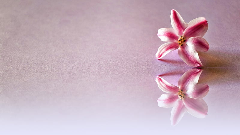 Jacinth, flower, abstract, pink, HD wallpaper
