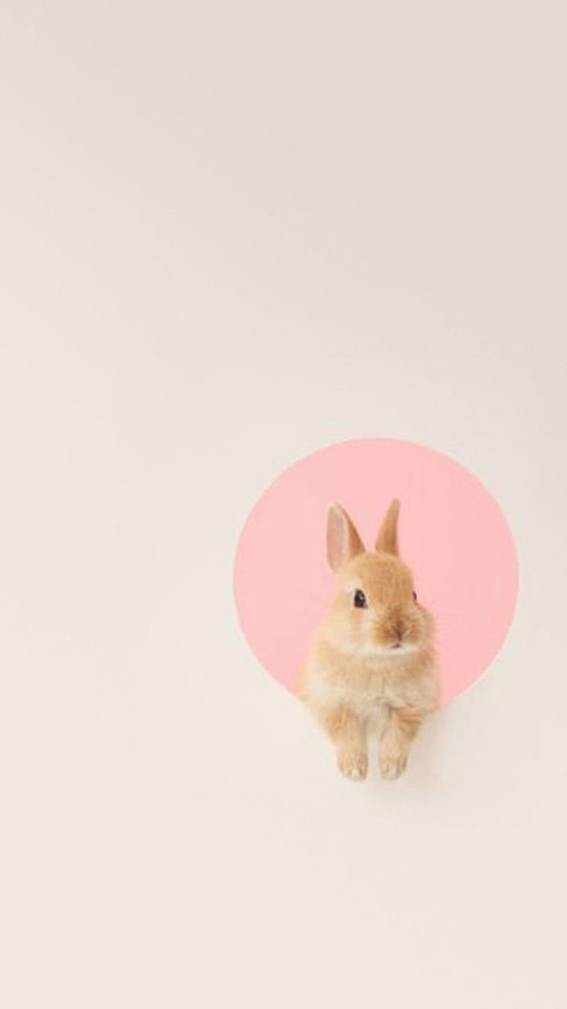 Bunny, cute, fluffy, pink, HD phone wallpaper
